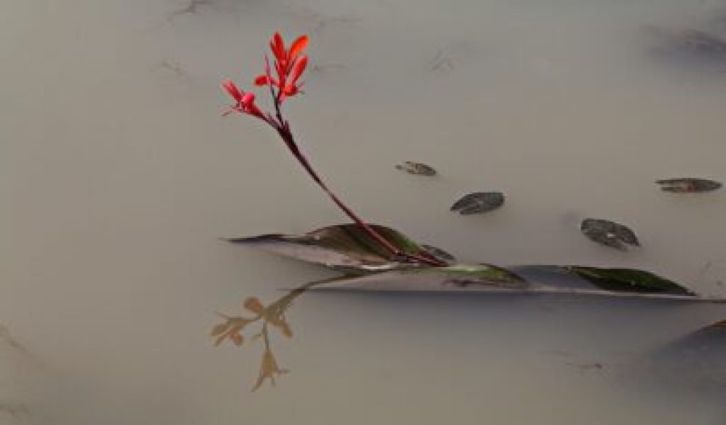 nature-flor nature-flor